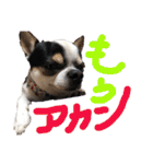 「ちー組」のちゃー（個別スタンプ：10）