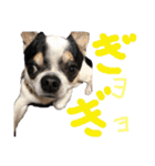 「ちー組」のちゃー（個別スタンプ：11）