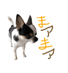 「ちー組」のちゃー（個別スタンプ：12）