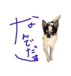 「ちー組」のちゃー（個別スタンプ：18）