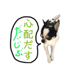 「ちー組」のちゃー（個別スタンプ：19）