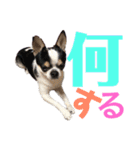 「ちー組」のちゃー（個別スタンプ：24）