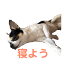 「ちー組」のちゃー（個別スタンプ：31）