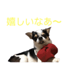 「ちー組」のちゃー（個別スタンプ：33）