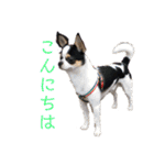 「ちー組」のちゃー（個別スタンプ：39）