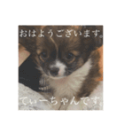 てぃあらです。（個別スタンプ：1）