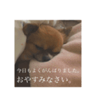 てぃあらです。（個別スタンプ：2）