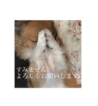 てぃあらです。（個別スタンプ：3）