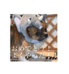 てぃあらです。（個別スタンプ：4）
