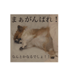 てぃあらです。（個別スタンプ：5）