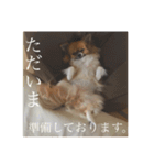 てぃあらです。（個別スタンプ：6）