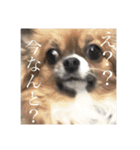 てぃあらです。（個別スタンプ：10）