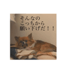 てぃあらです。（個別スタンプ：11）