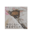 てぃあらです。（個別スタンプ：12）