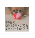 てぃあらです。（個別スタンプ：13）