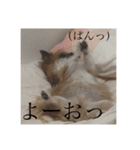 てぃあらです。（個別スタンプ：15）