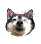 ウチのペット ちりたま！（個別スタンプ：1）