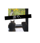 ウチのペット ちりたま！（個別スタンプ：11）