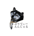 ウチのペット ちりたま！（個別スタンプ：16）