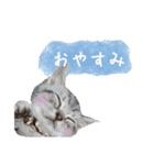 ヴェリタたちの日常（個別スタンプ：2）