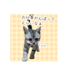 ヴェリタたちの日常（個別スタンプ：4）