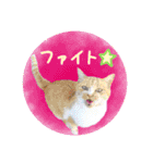 ヴェリタたちの日常（個別スタンプ：5）