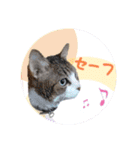 ヴェリタたちの日常（個別スタンプ：7）