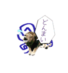 ヴェリタたちの日常（個別スタンプ：9）