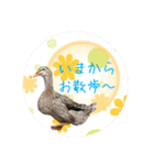 ヴェリタたちの日常（個別スタンプ：11）