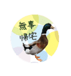 ヴェリタたちの日常（個別スタンプ：12）