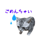 ヴェリタたちの日常（個別スタンプ：17）
