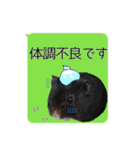 ヴェリタたちの日常（個別スタンプ：22）