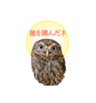 ヴェリタたちの日常（個別スタンプ：24）