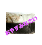 愛息子チロル②（個別スタンプ：1）