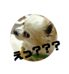 愛息子チロル②（個別スタンプ：2）