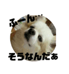 愛息子チロル②（個別スタンプ：3）