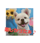 愛息子チロル②（個別スタンプ：11）