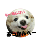 愛息子チロル②（個別スタンプ：26）