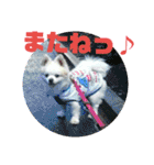 愛息子チロル②（個別スタンプ：30）