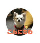 愛息子チロル②（個別スタンプ：34）