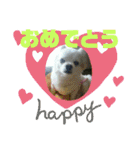 愛息子チロル②（個別スタンプ：36）