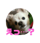 愛息子チロル②（個別スタンプ：37）