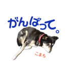 黒柴犬こまちの感情（個別スタンプ：1）