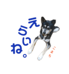 黒柴犬こまちの感情（個別スタンプ：2）