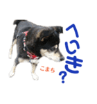 黒柴犬こまちの感情（個別スタンプ：3）