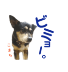 黒柴犬こまちの感情（個別スタンプ：5）