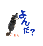 黒柴犬こまちの感情（個別スタンプ：6）