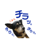 黒柴犬こまちの感情（個別スタンプ：7）