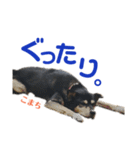黒柴犬こまちの感情（個別スタンプ：8）