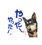 黒柴犬こまちの感情（個別スタンプ：9）